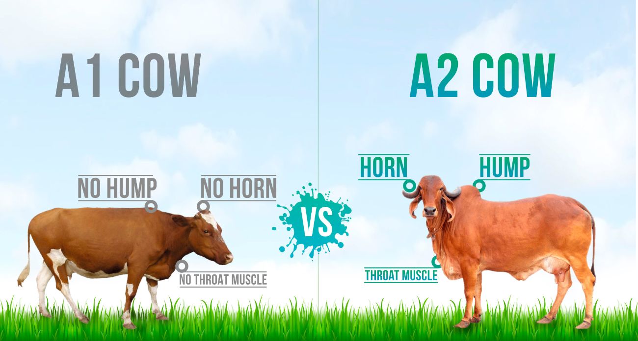 Meeyazh A1 vs A2 cow