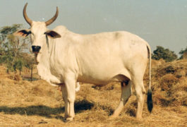 Meeyazh A2 Milk Malvi cow