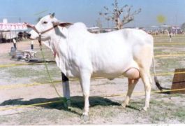 Meeyazh A2 Milk hariana cow
