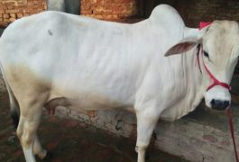 Meeyazh A2 Milk tharparkar cow
