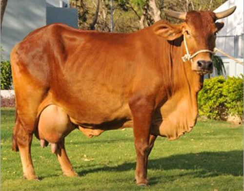 Meeyazh Gir Cow