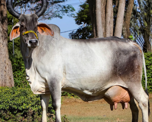 Meeyazh Kakrej cow