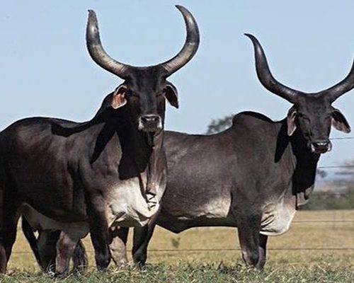 Meeyazh Kakrej cows